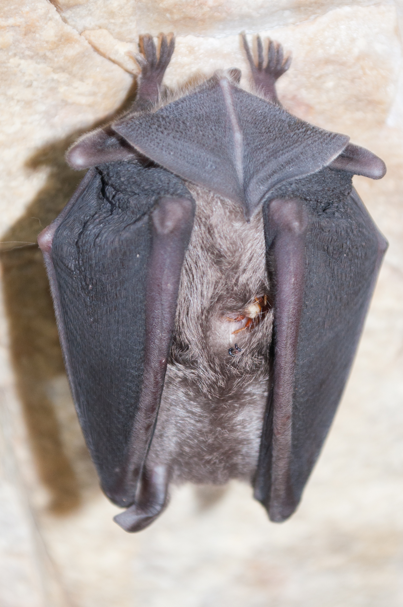 Oumatjie Cave Plettenberg Bay Rhinolophus capensis+Nycteribiidae (2)